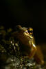 Young Frog Photo Print
