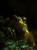 Young Frog - Photo