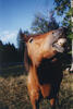 Jake  - Smiling horse picture
