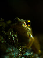 Young Frog - 