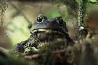 Wise Toad - 