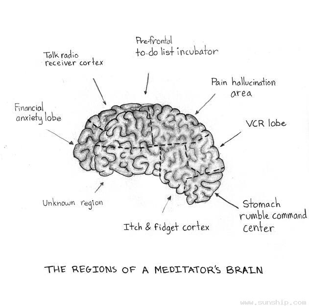 The Regions of a Meditator's Brain