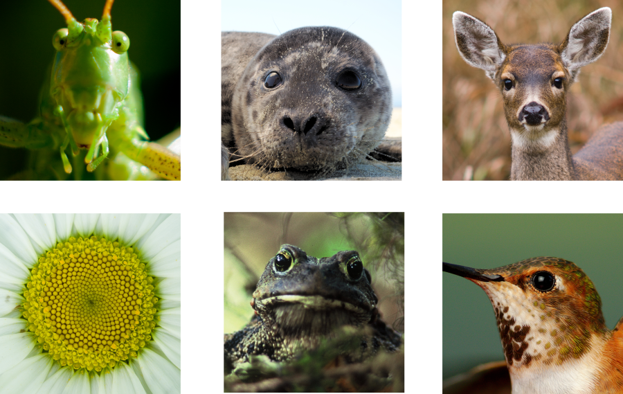 Animal faces