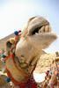 Laughing Camel Photo Print
