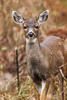 Being Seen by a Deer Photo Print