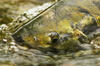 Portrait of a Wild Salmon Photo Print