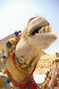 Laughing Camel - Photo
