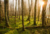 Dawn in the Alder Grove - Photo