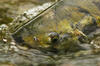 Portrait of a Wild Salmon - Photo