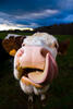 Slurp - Funny cow portrait