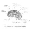 The Regions of a Meditator's Brain - Meditation Cartoon