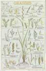 Grasses - Poster