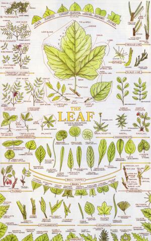 The Leaf - Poster