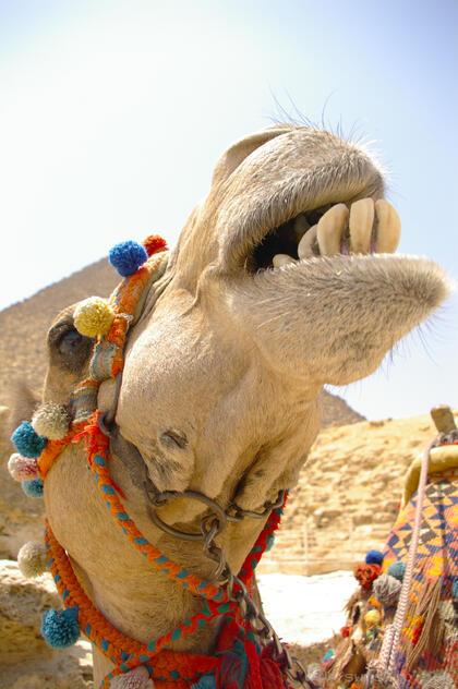 Laughing Camel