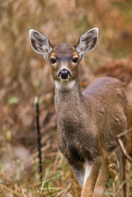 Being Seen by a Deer