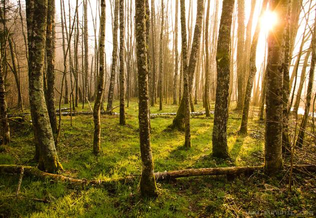 Dawn in the Alder Grove