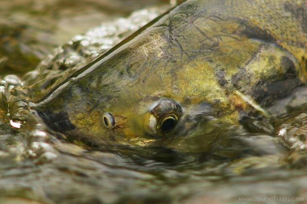 Portrait of a Wild Salmon